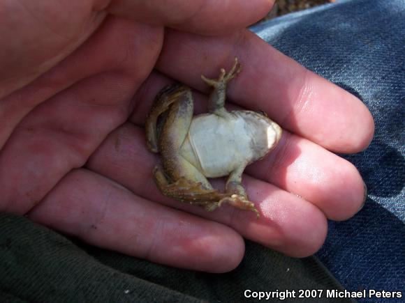 Foothill Yellow-legged Frog (Rana boylii)