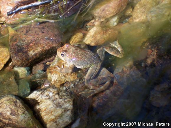 Foothill Yellow-legged Frog (Rana boylii)