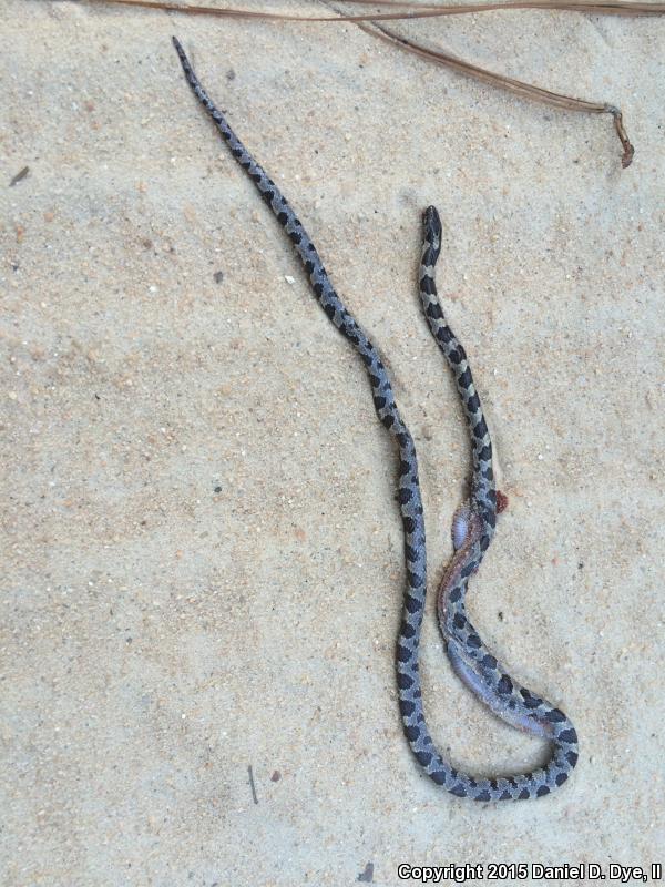 Short-tailed Snake (Lampropeltis extenuata)