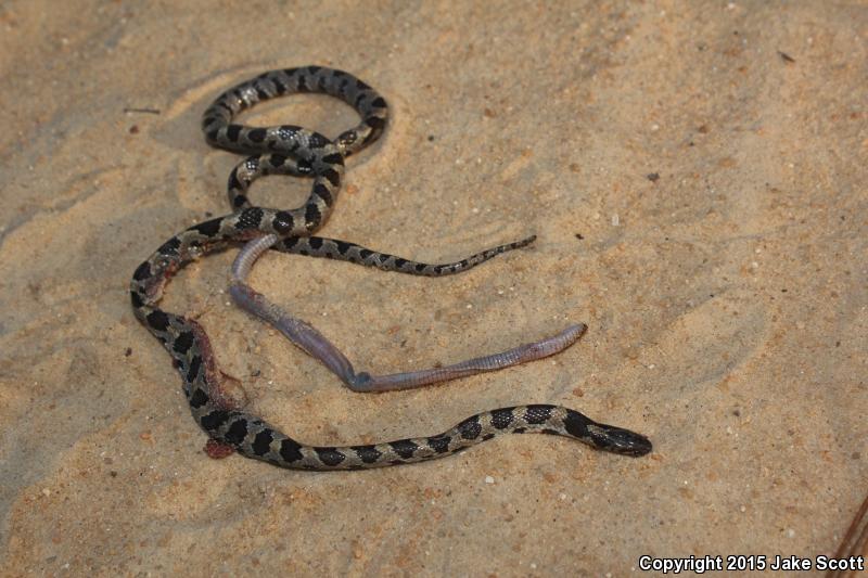 Short-tailed Snake (Lampropeltis extenuata)