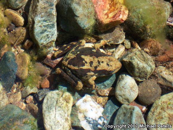 Foothill Yellow-legged Frog (Rana boylii)