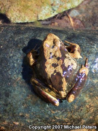 Foothill Yellow-legged Frog (Rana boylii)