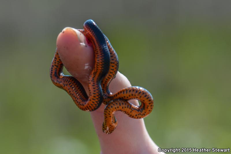 Northwestern Ring-necked Snake (Diadophis punctatus occidentalis)