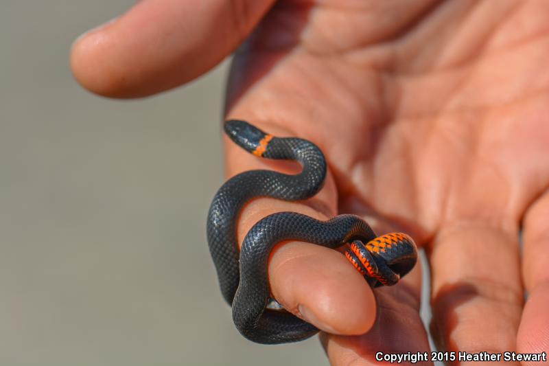 Northwestern Ring-necked Snake (Diadophis punctatus occidentalis)