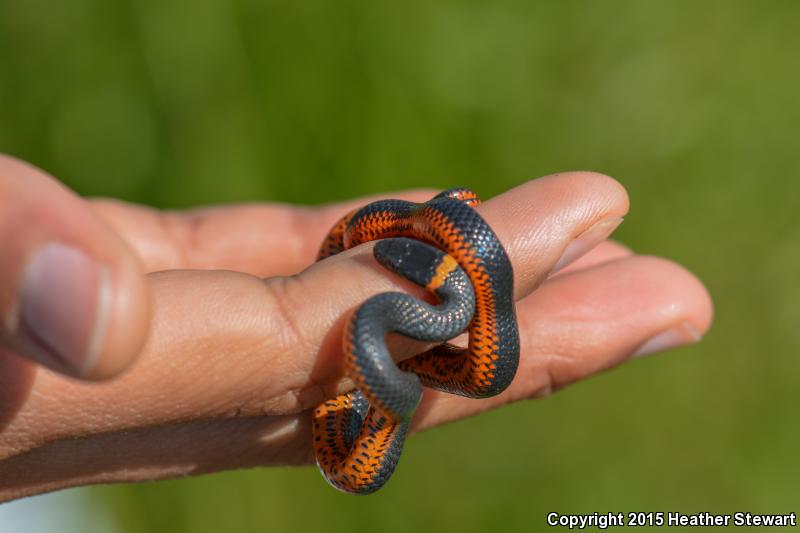 Northwestern Ring-necked Snake (Diadophis punctatus occidentalis)