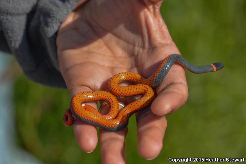 Northwestern Ring-necked Snake (Diadophis punctatus occidentalis)