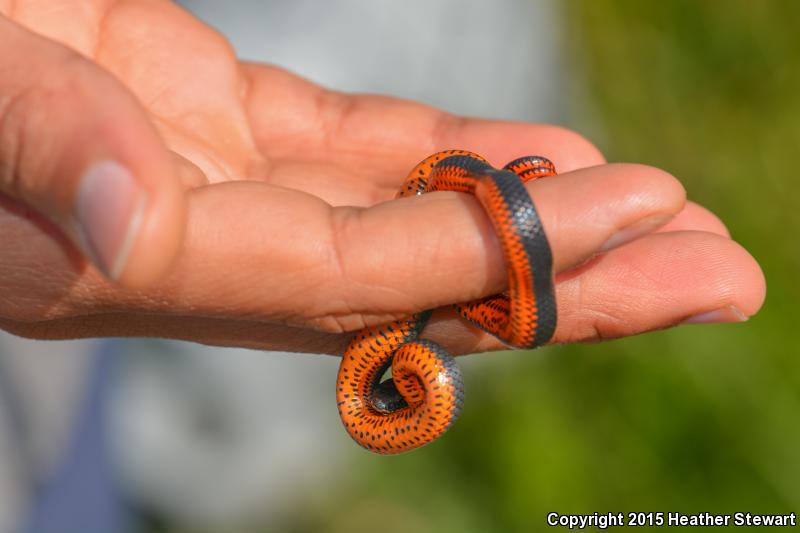 Northwestern Ring-necked Snake (Diadophis punctatus occidentalis)