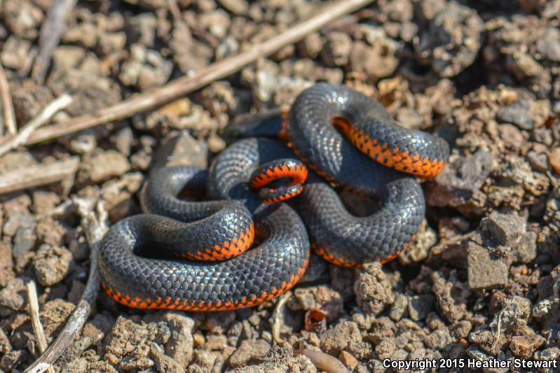 Northwestern Ring-necked Snake (Diadophis punctatus occidentalis)