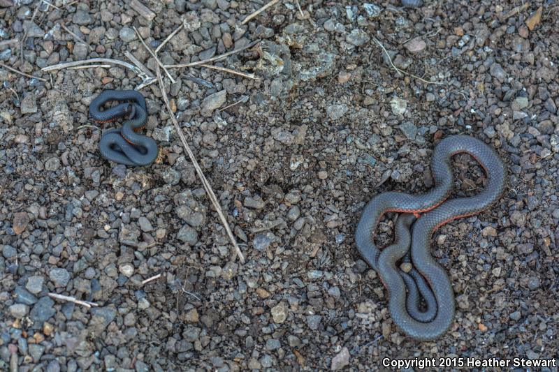 Northwestern Ring-necked Snake (Diadophis punctatus occidentalis)