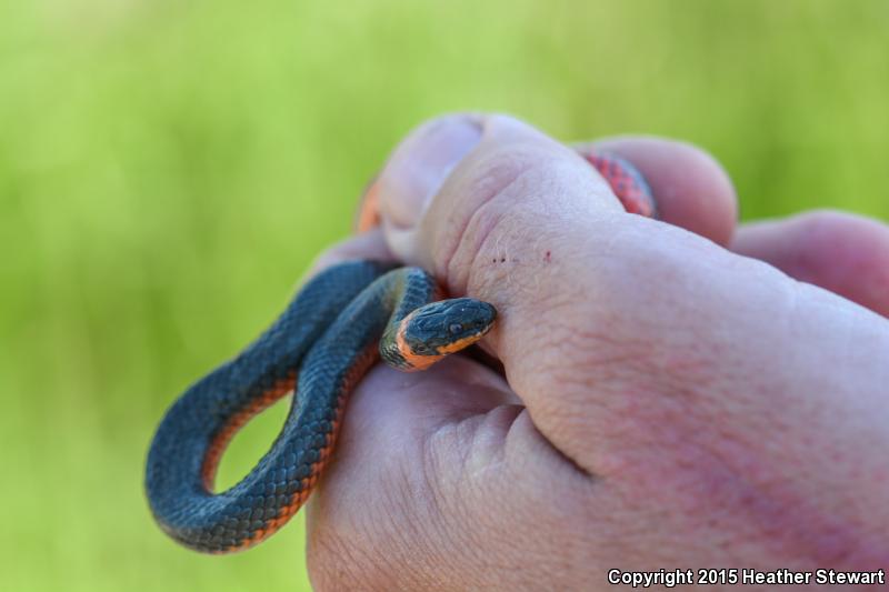 Northwestern Ring-necked Snake (Diadophis punctatus occidentalis)