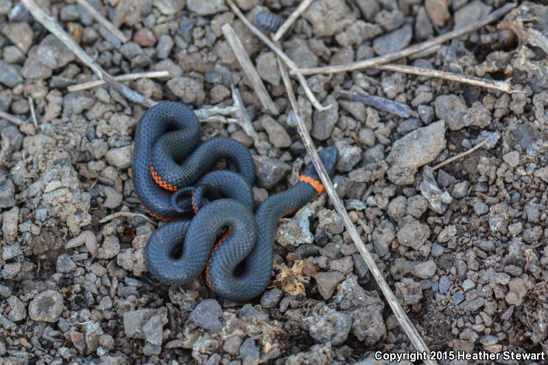 Northwestern Ring-necked Snake (Diadophis punctatus occidentalis)