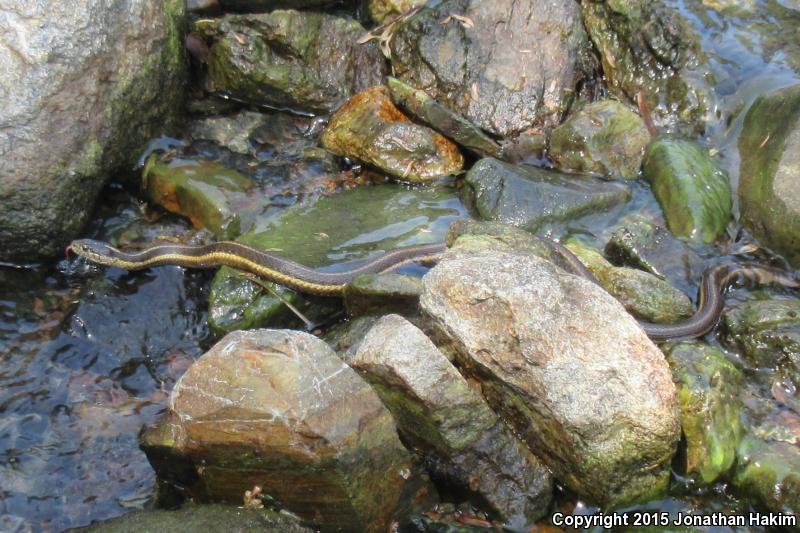 Oregon Gartersnake (Thamnophis atratus hydrophilus)