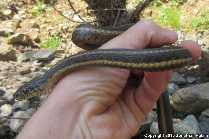 Oregon Gartersnake (Thamnophis atratus hydrophilus)