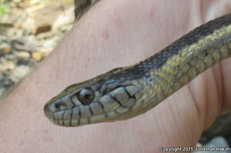 Oregon Gartersnake (Thamnophis atratus hydrophilus)