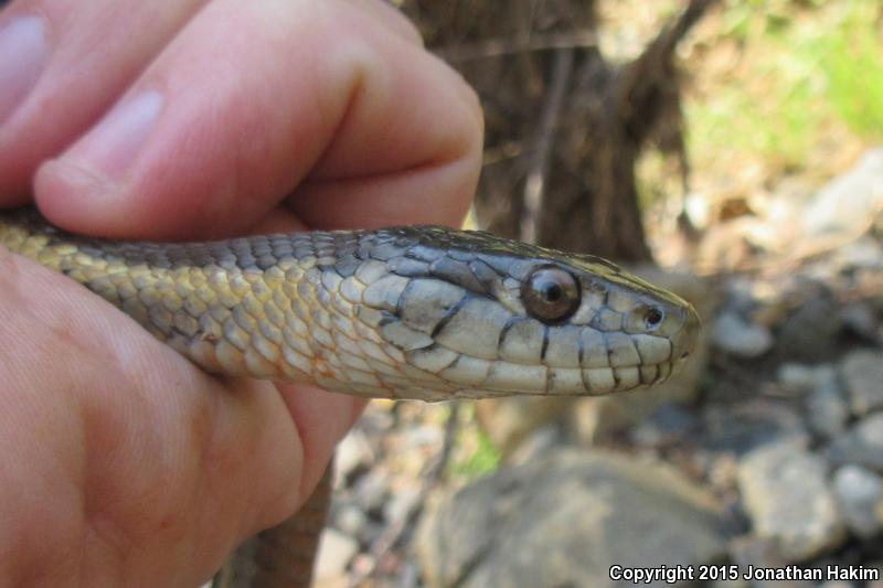 Oregon Gartersnake (Thamnophis atratus hydrophilus)