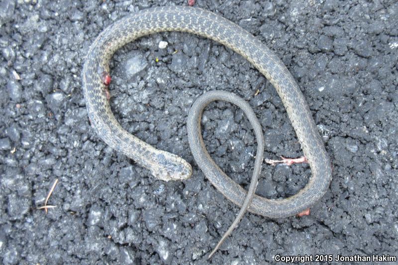 Oregon Gartersnake (Thamnophis atratus hydrophilus)