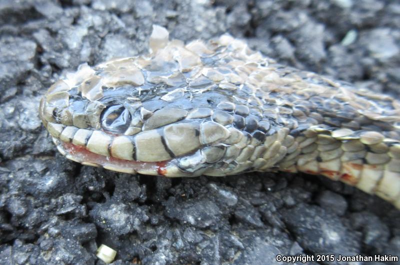 Oregon Gartersnake (Thamnophis atratus hydrophilus)