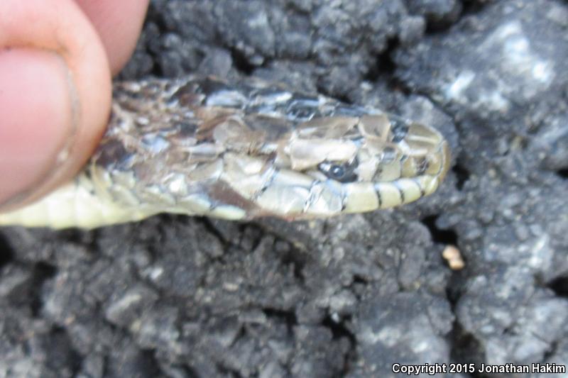 Oregon Gartersnake (Thamnophis atratus hydrophilus)