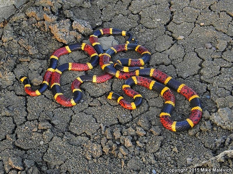 Texas Coralsnake (Micrurus tener tener)