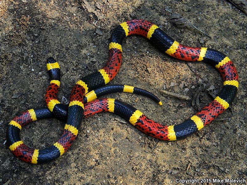 Texas Coralsnake (Micrurus tener tener)