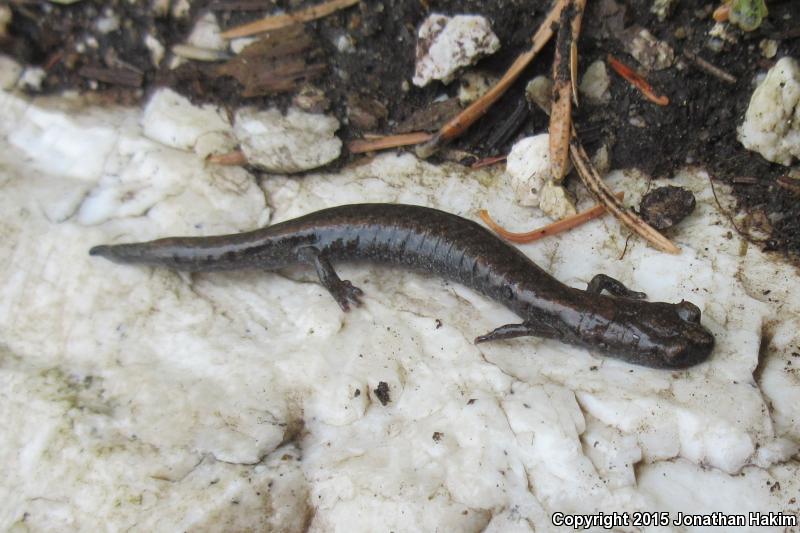 Tehachapi Slender Salamander (Batrachoseps stebbinsi)