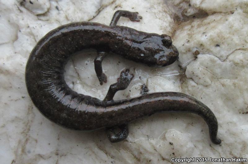 Tehachapi Slender Salamander (Batrachoseps stebbinsi)