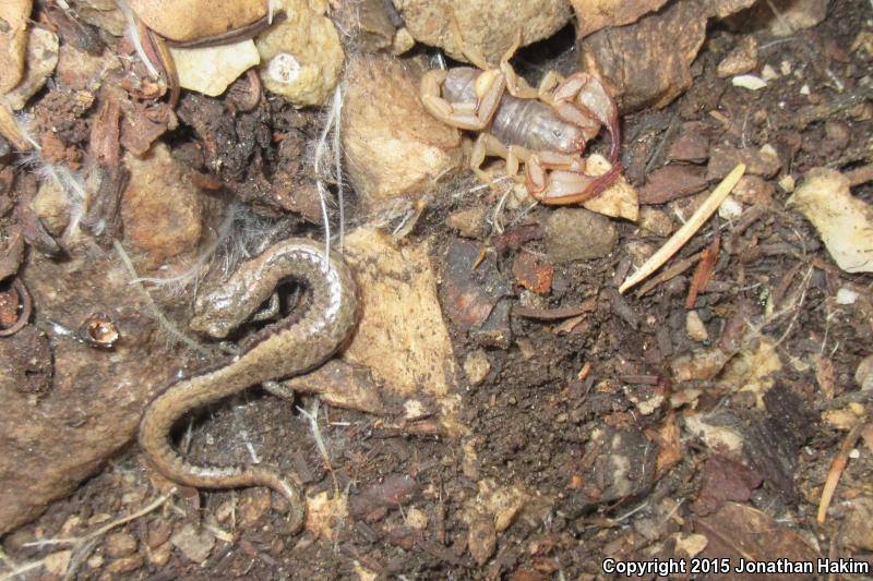 Tehachapi Slender Salamander (Batrachoseps stebbinsi)