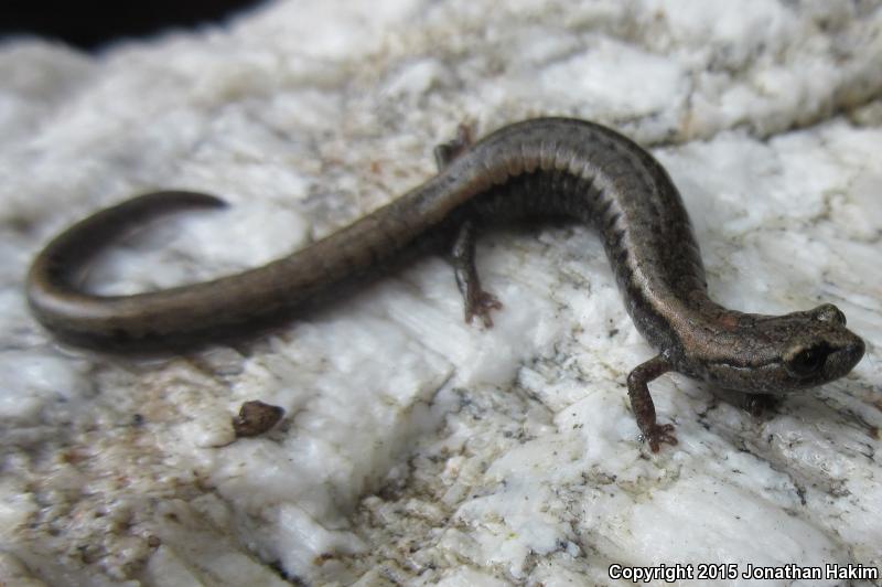 Tehachapi Slender Salamander (Batrachoseps stebbinsi)