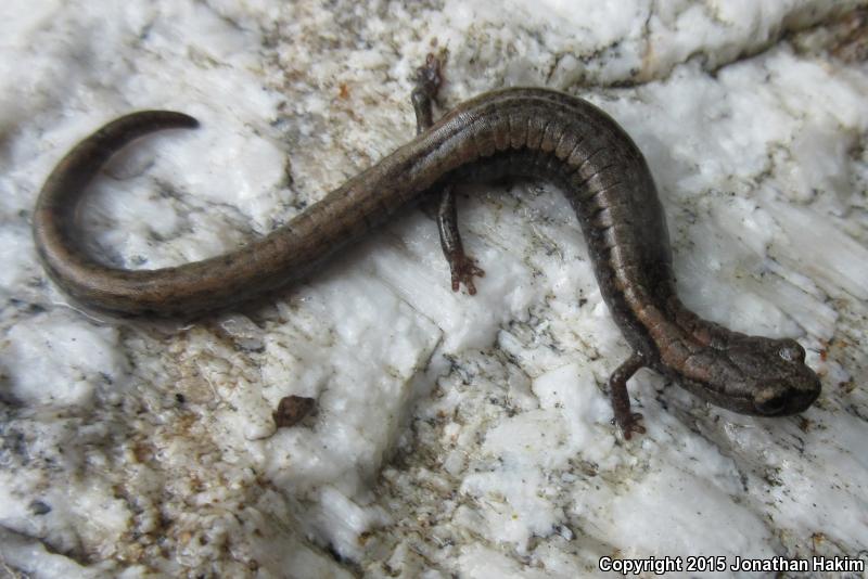 Tehachapi Slender Salamander (Batrachoseps stebbinsi)