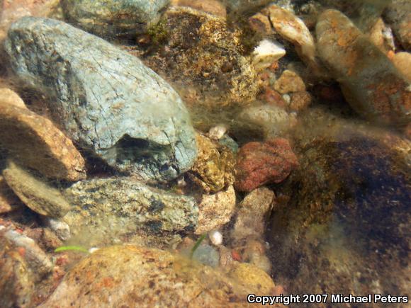 Foothill Yellow-legged Frog (Rana boylii)