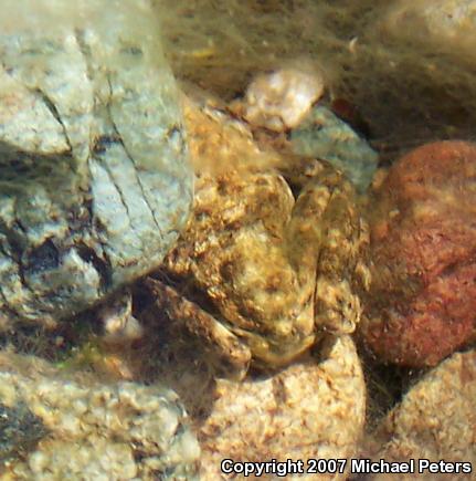 Foothill Yellow-legged Frog (Rana boylii)