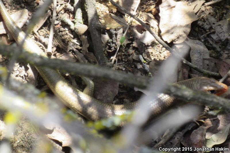 Variegated Skink (Plestiodon gilberti cancellosus)