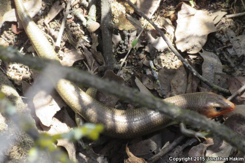 Variegated Skink (Plestiodon gilberti cancellosus)