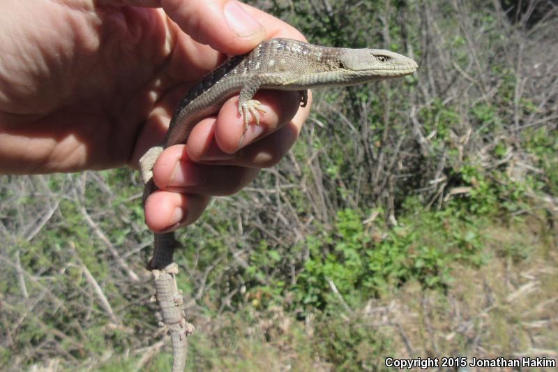 Oregon Alligator Lizard (Elgaria multicarinata scincicauda)