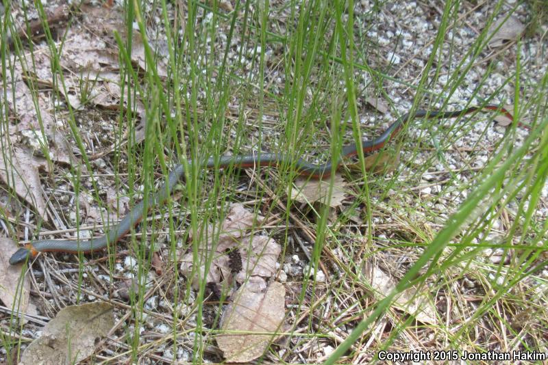 Northwestern Ring-necked Snake (Diadophis punctatus occidentalis)