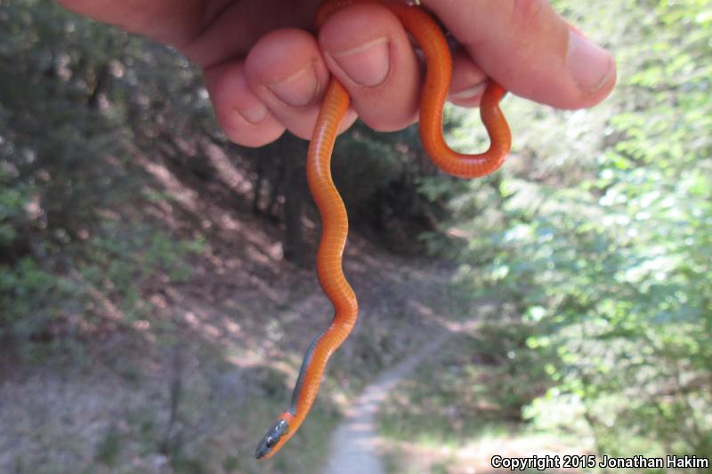 Northwestern Ring-necked Snake (Diadophis punctatus occidentalis)