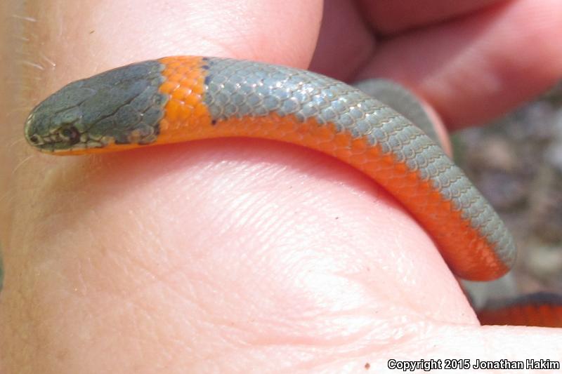 Northwestern Ring-necked Snake (Diadophis punctatus occidentalis)