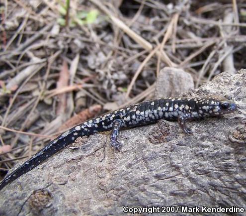 Southeastern Slimy Salamander (Plethodon grobmani)