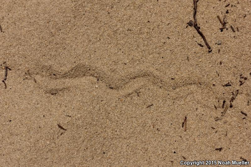 Sand Skink (Plestiodon reynoldsi)