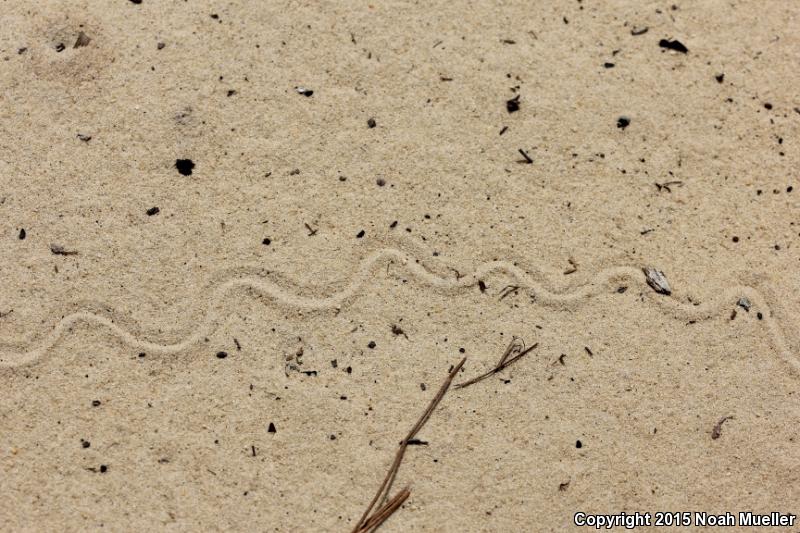 Sand Skink (Plestiodon reynoldsi)