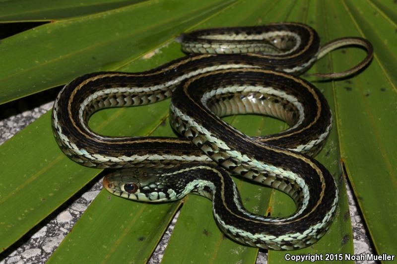 Blue-striped Gartersnake (Thamnophis sirtalis similis)