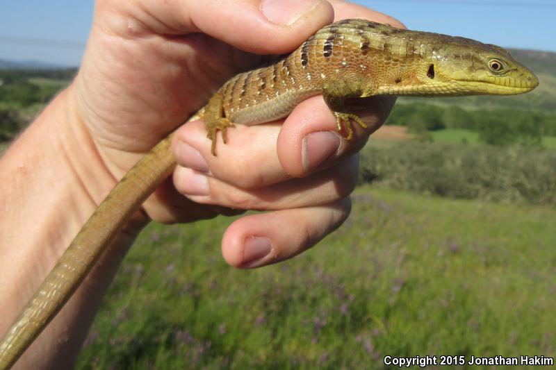 Oregon Alligator Lizard (Elgaria multicarinata scincicauda)