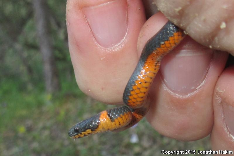 Northwestern Ring-necked Snake (Diadophis punctatus occidentalis)