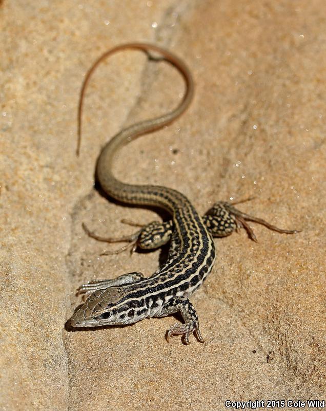 Common Checkered Whiptail (Aspidoscelis tesselata)