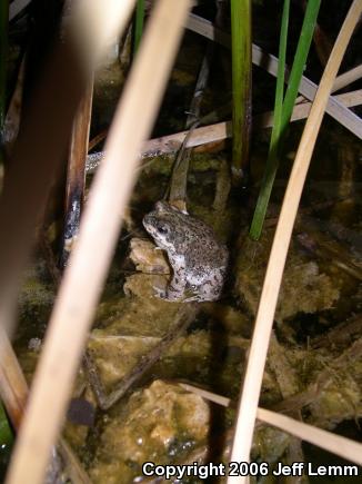 Red-spotted Toad (Anaxyrus punctatus)