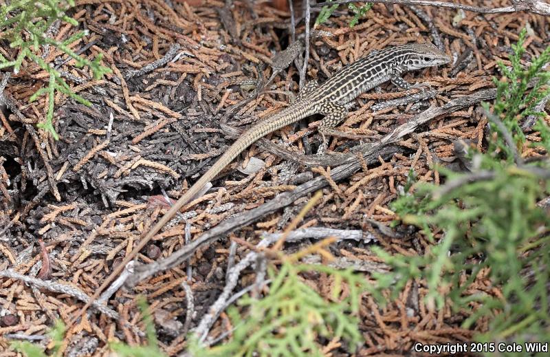 Common Checkered Whiptail (Aspidoscelis tesselata)