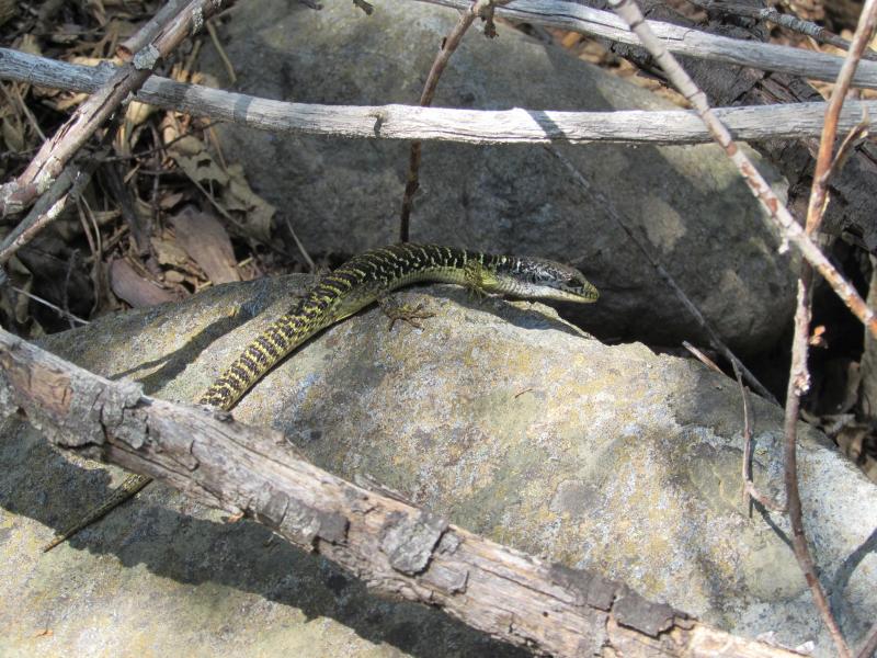 Shasta Alligator Lizard (Elgaria coerulea shastensis)