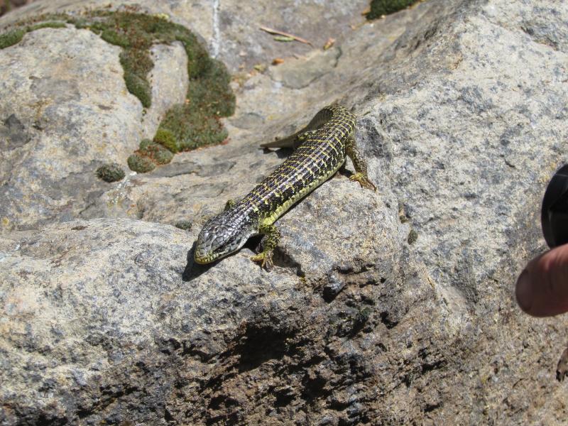 Shasta Alligator Lizard (Elgaria coerulea shastensis)