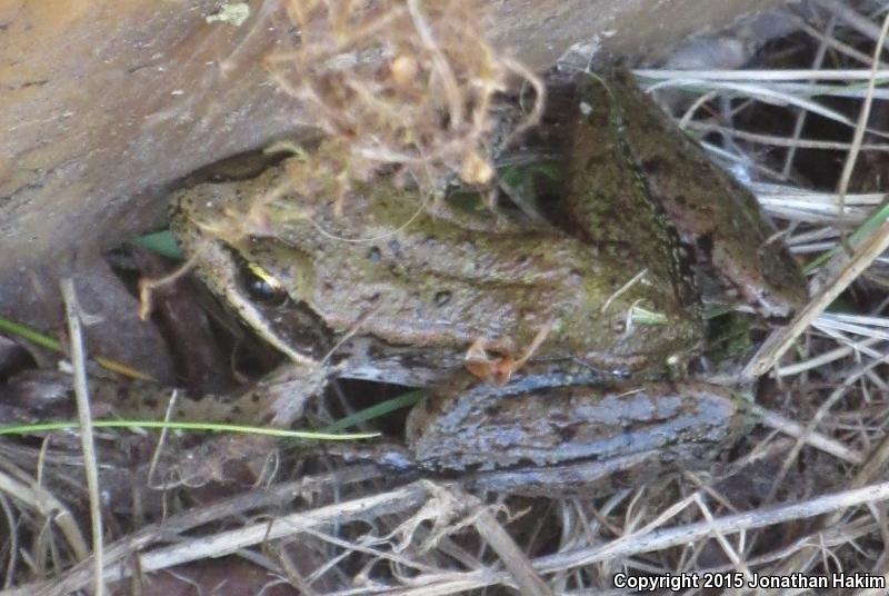 Northern Red-legged Frog (Rana aurora)