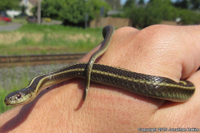 Northwestern Gartersnake (Thamnophis ordinoides)